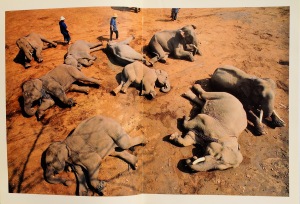 baby elephants play dead