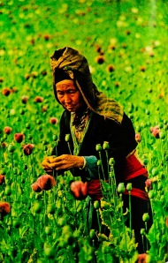 NG mag. opium fields